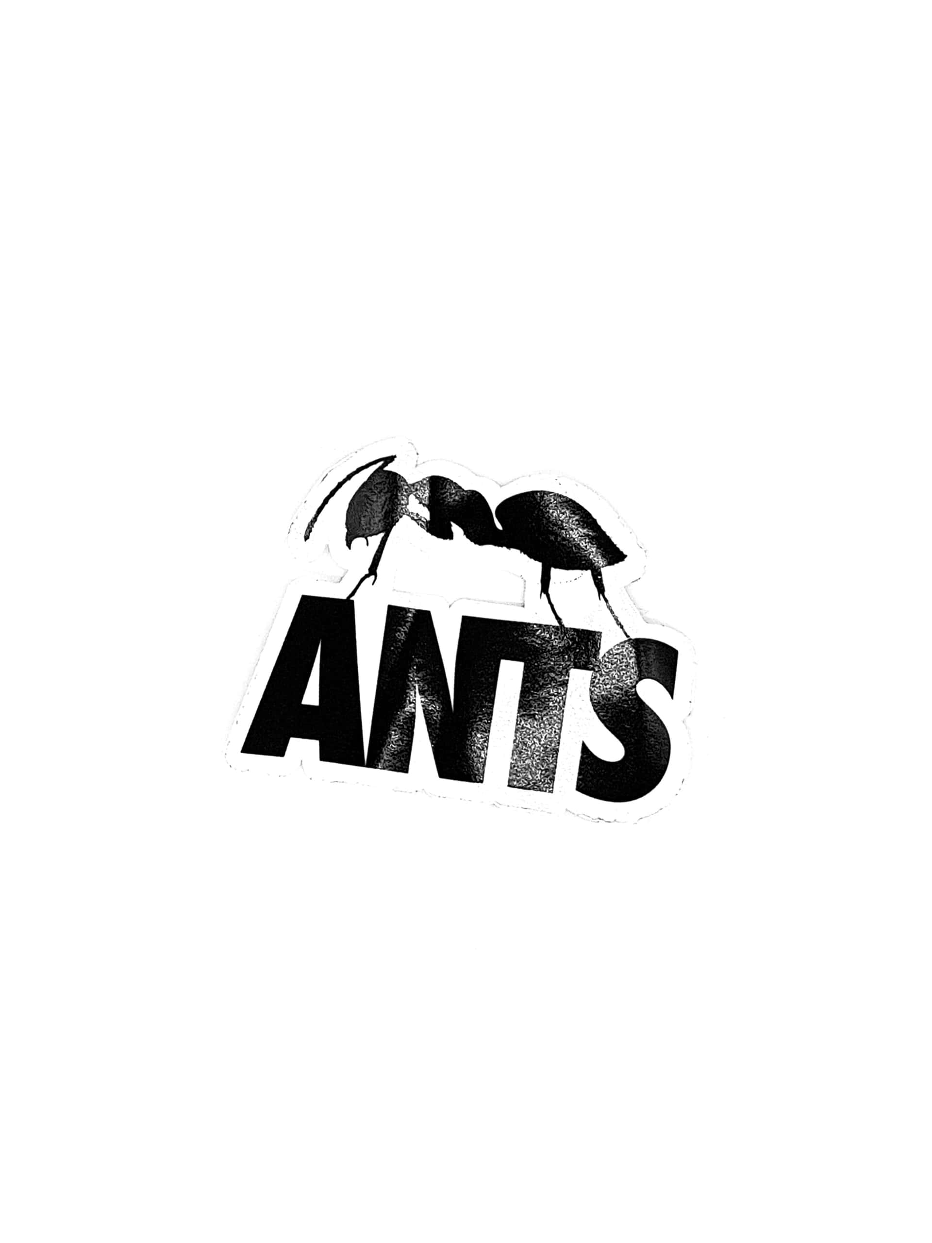 Photo 1 of Ants
